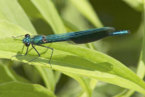 Calopteryx splendens